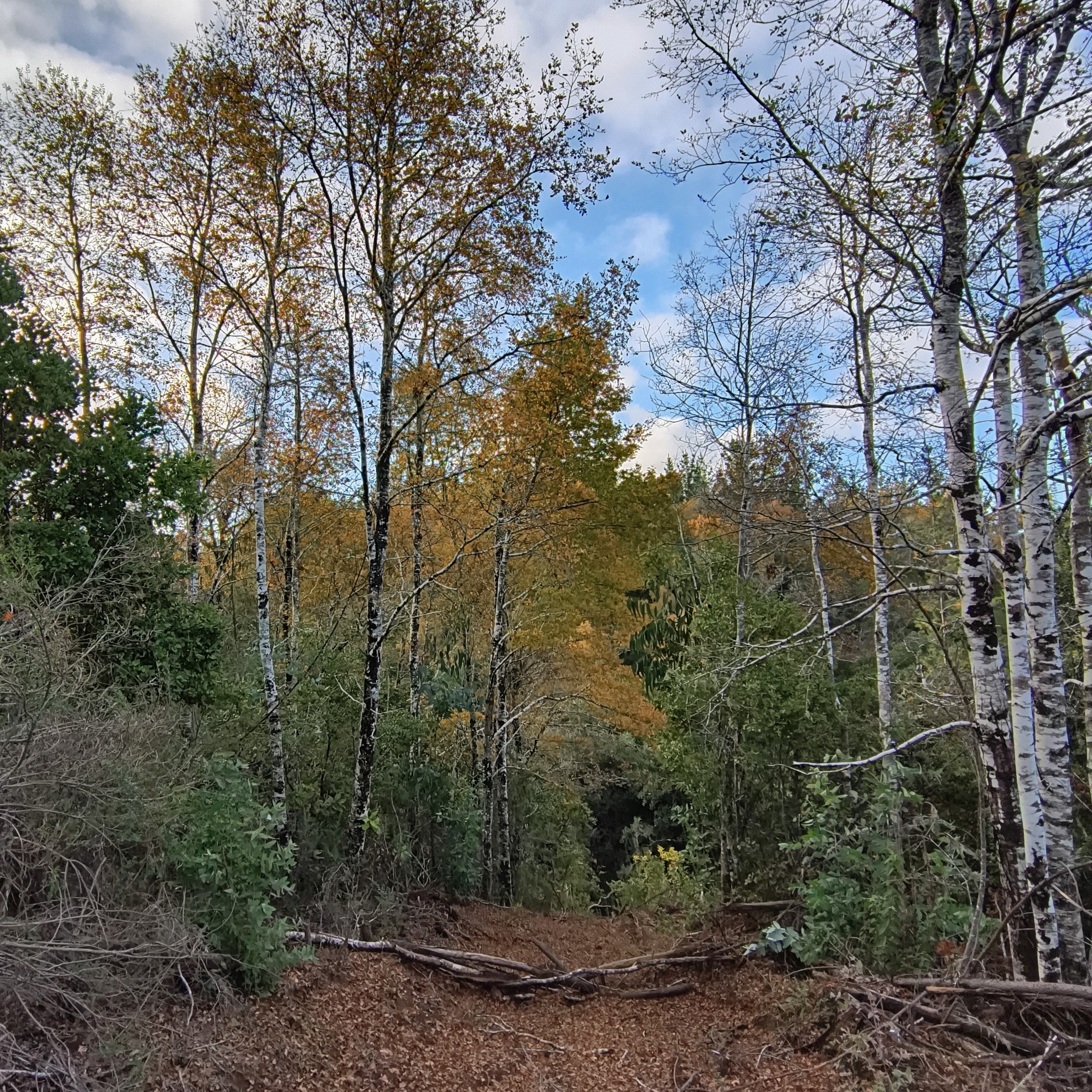 Sendero de trekking entre bosque nativo en El Roble, Sector San José, Cobquecura