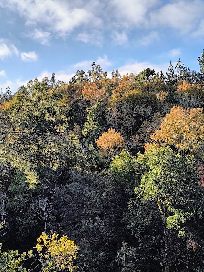 Bosque nativo en otoño dentro del loteo El Roble, Cobquecura, Ñuble