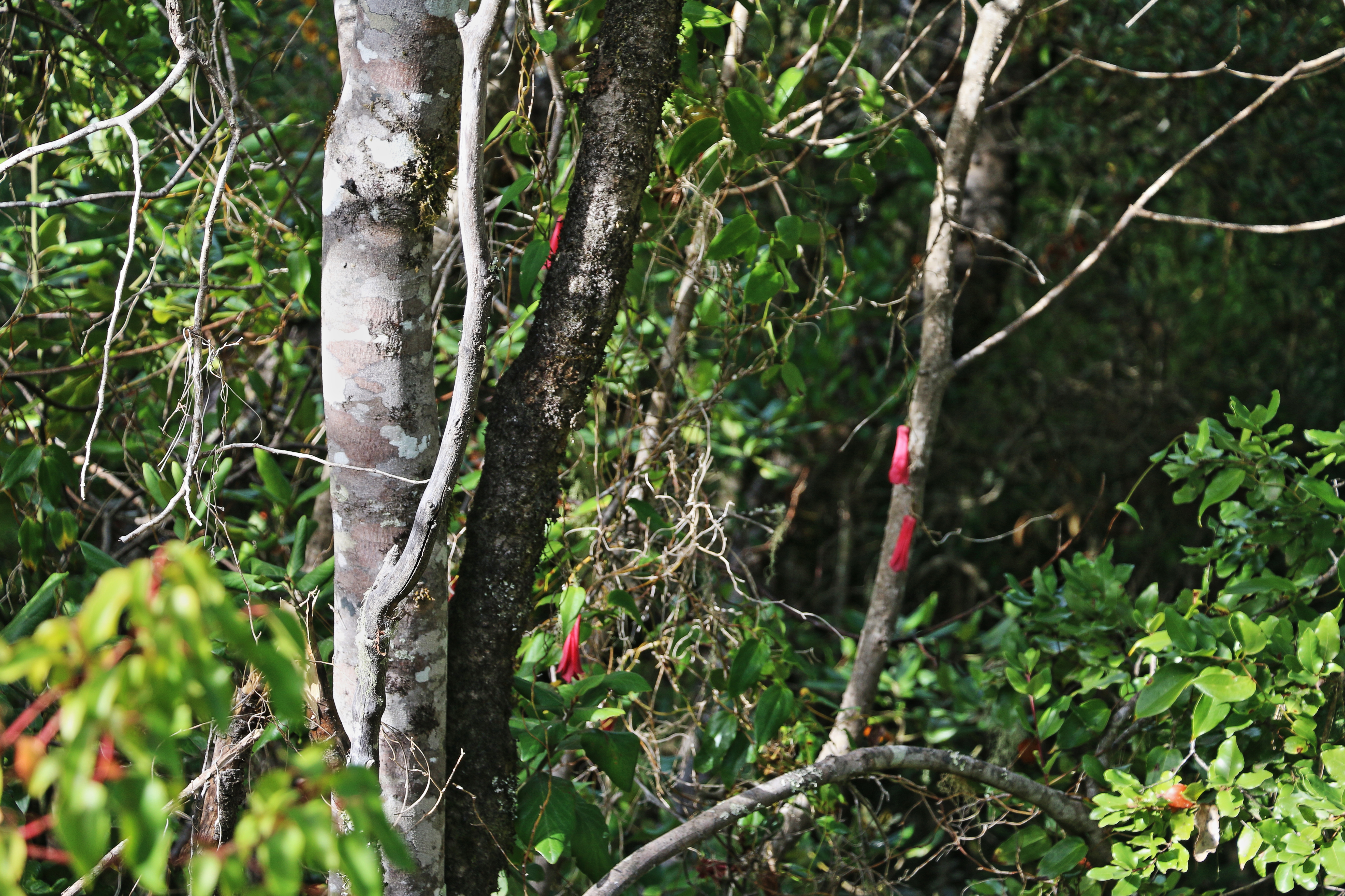 Bosque nativo del loteo El Roble en Sector San José, Cobquecura