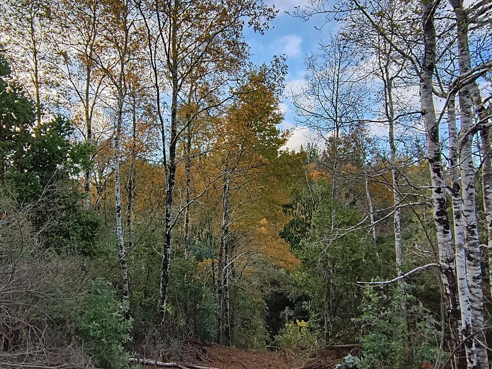 Sendero de trekking entre bosque nativo en El Roble, Sector San José, Cobquecura