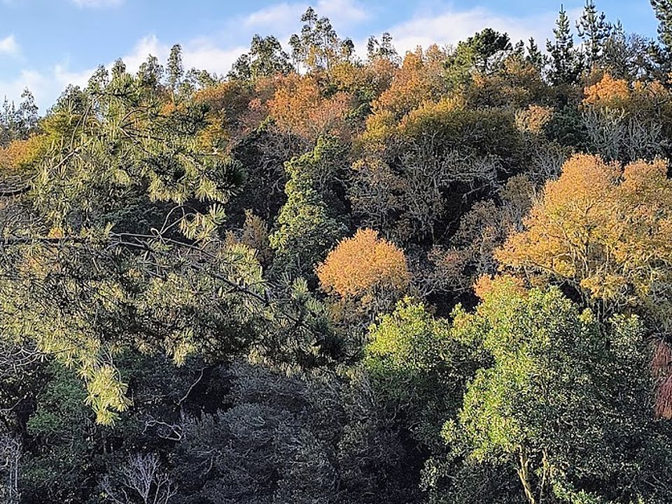 Bosque nativo en otoño dentro del loteo El Roble, Cobquecura, Ñuble