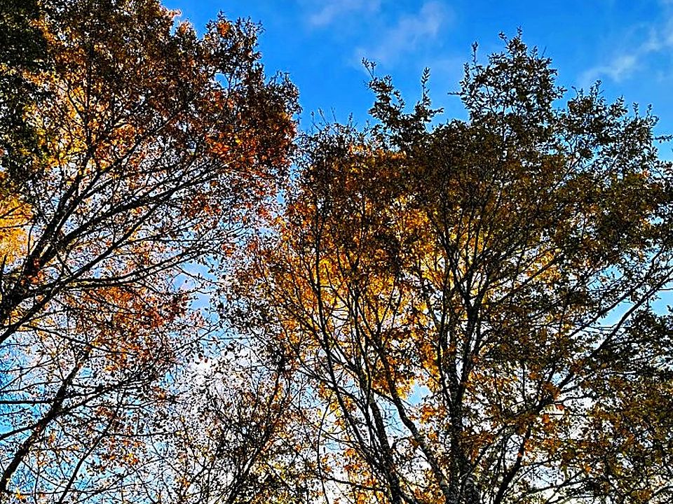 Robles centenarios en la reserva de bosque nativo de El Roble, Cobquecura