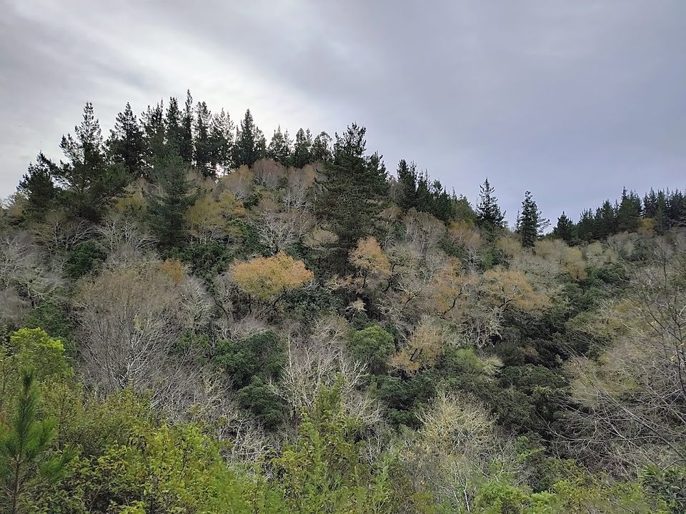 Ladera con vegetación nativa en las parcelas de El Roble, Sector San José